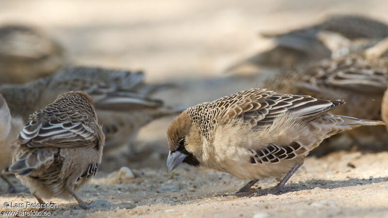 Sociable Weaver