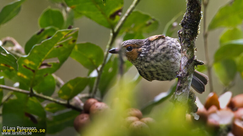 Mottled Berryhunter