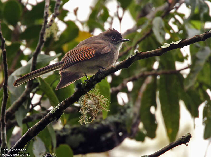 Rhipidure à calotte brune