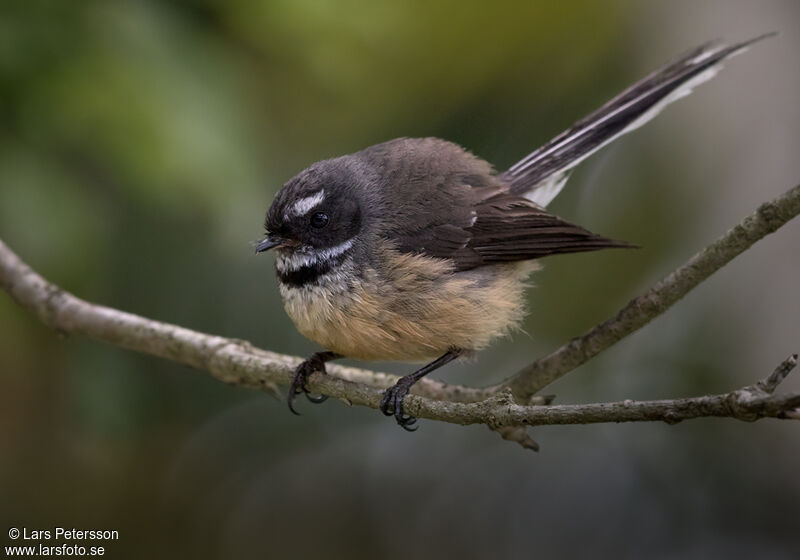 New Zealand Fantail