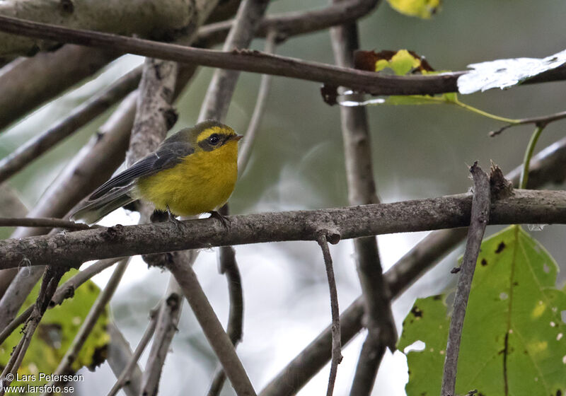 Rhipidure à ventre jaune