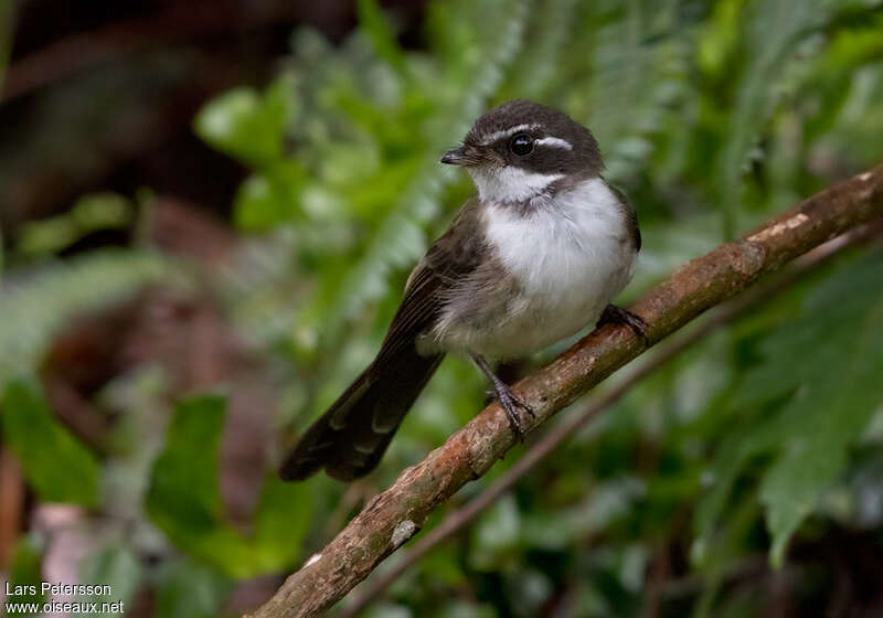 Kadavu Fantailadult