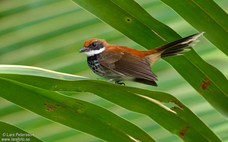 Manus Fantail