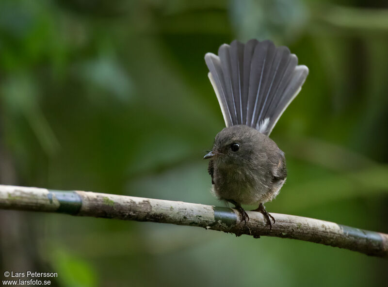 Rennell Fantail