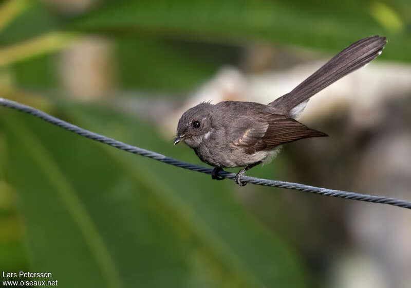 Rhipidure des Samoaadulte, identification