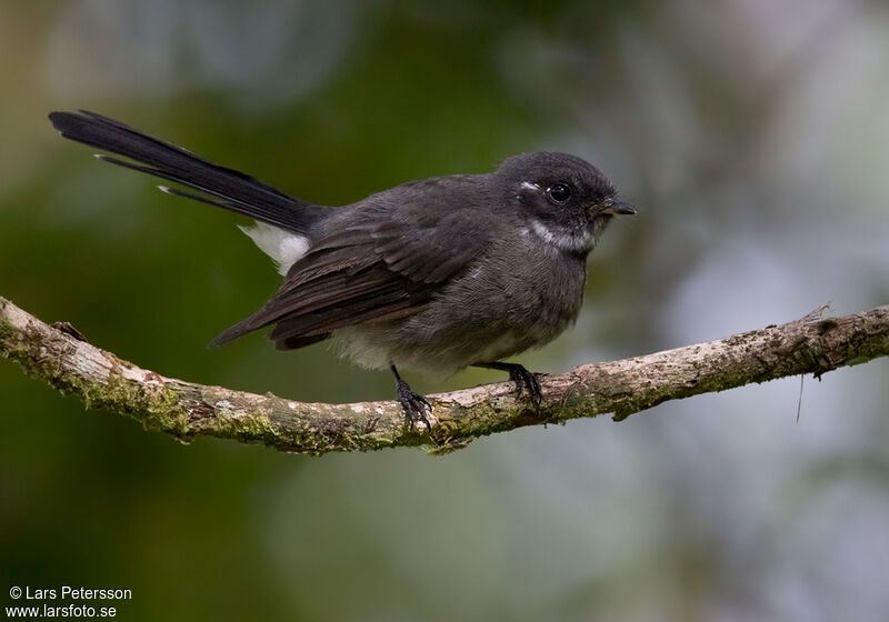 Samoan Fantail