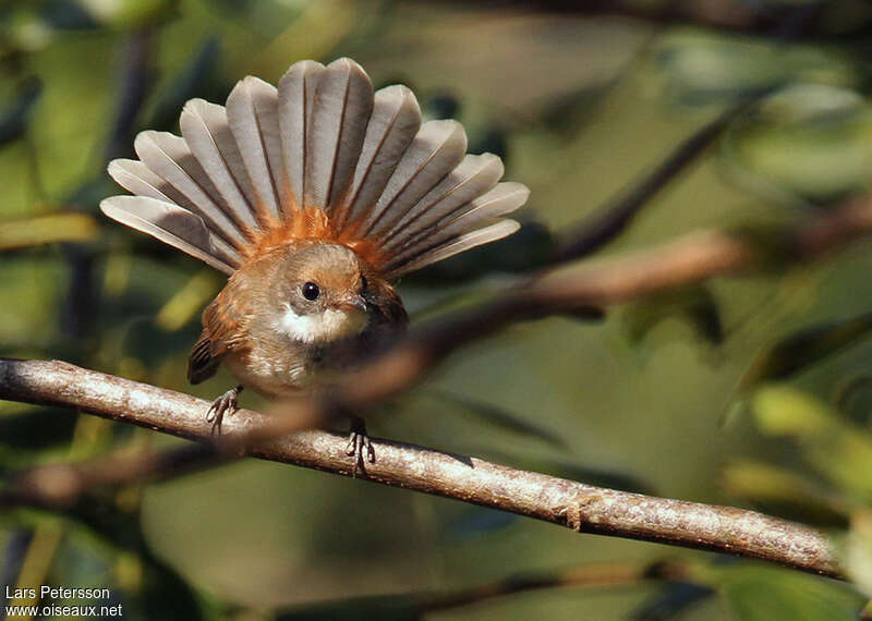 Arafura Fantailadult, Behaviour