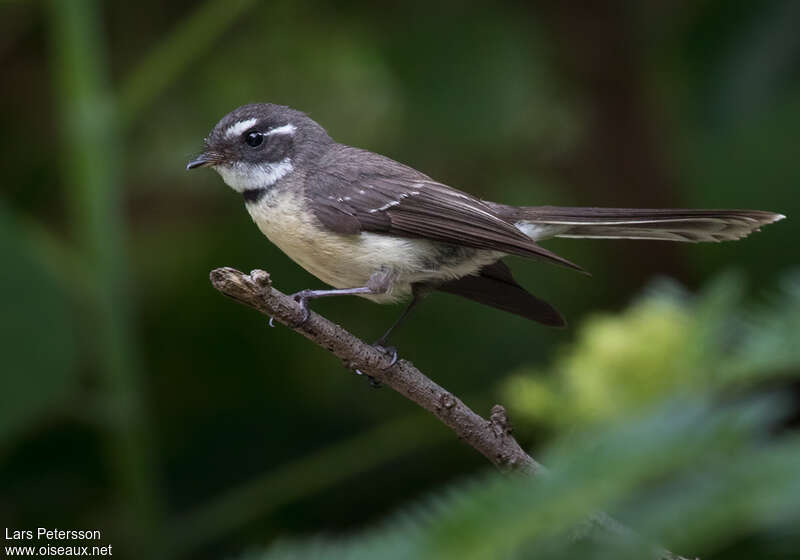 Rhipidure grisadulte, identification