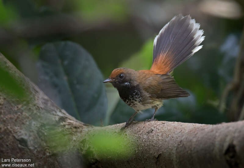 Australian Rufous Fantailadult, identification