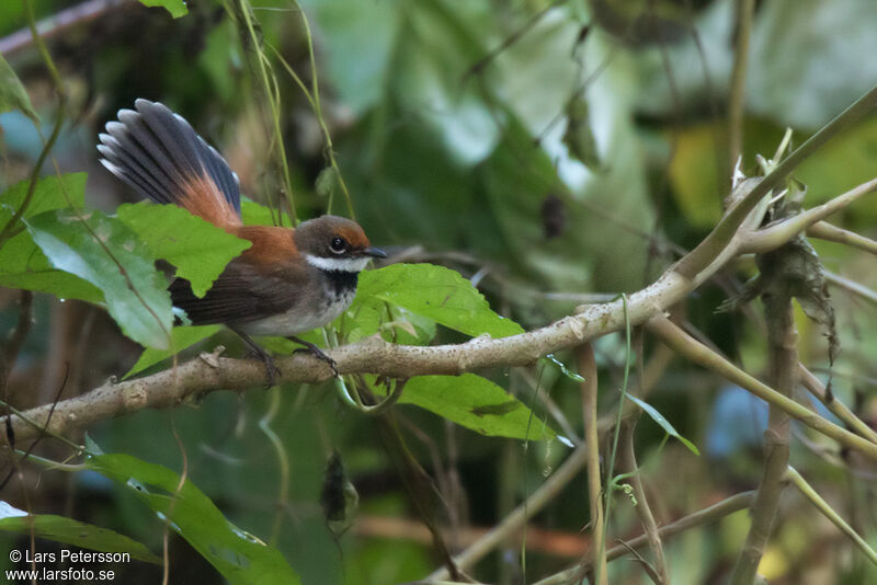 Australian Rufous Fantail