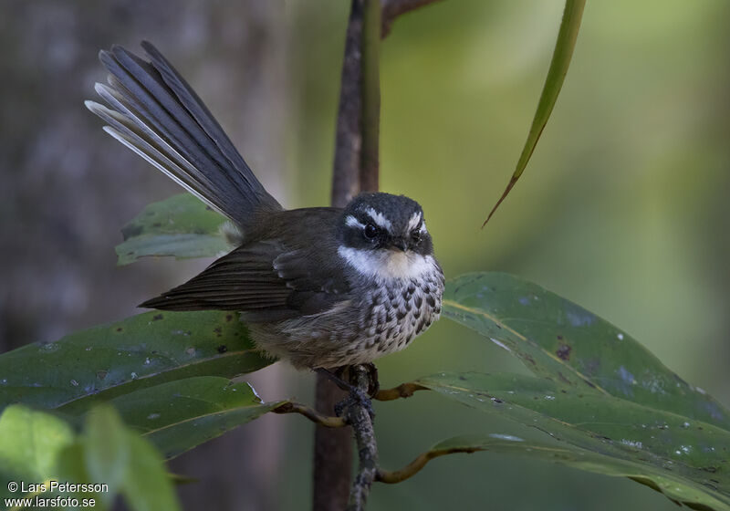 New Caledonian Streaked Fantail