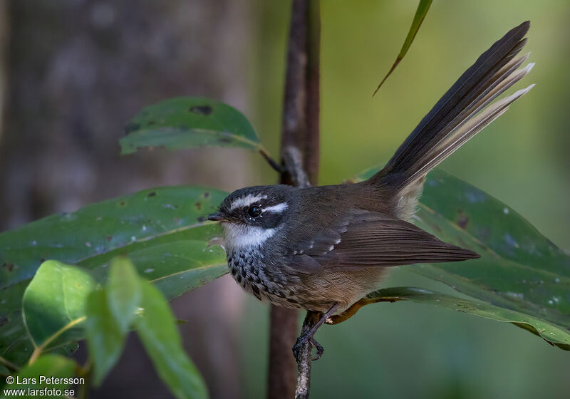 New Caledonian Streaked Fantail