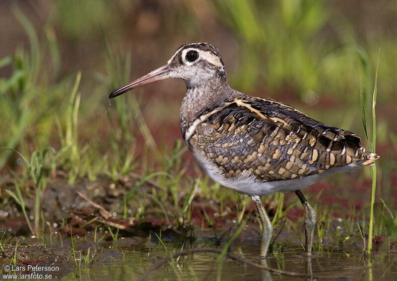 Greater Painted-snipe