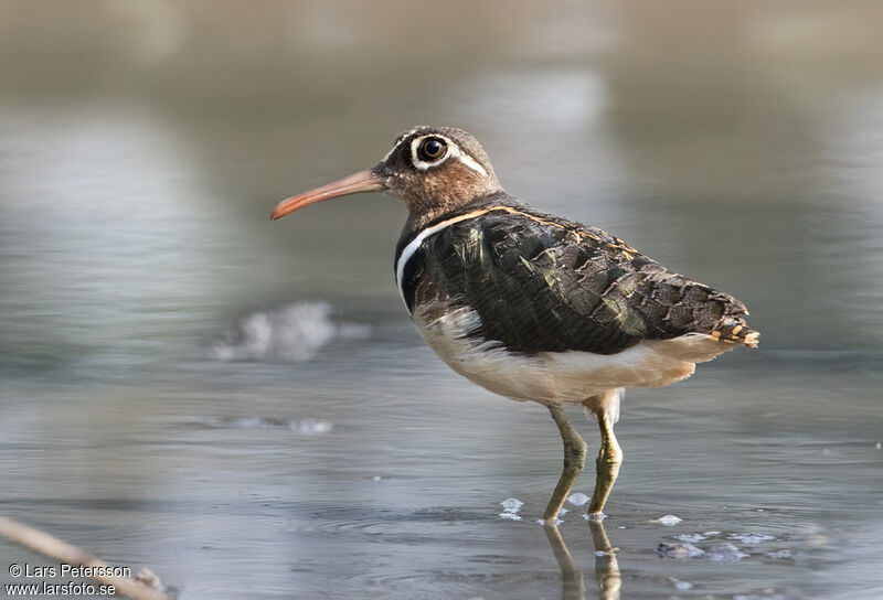 Greater Painted-snipe