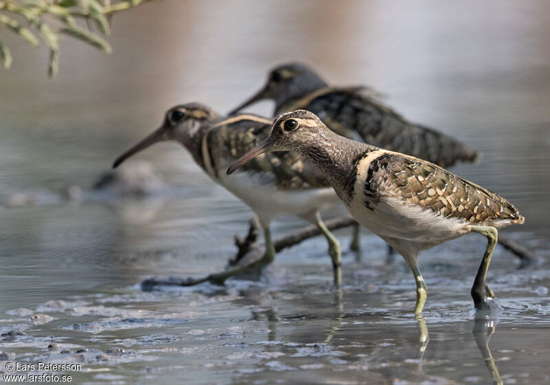 Greater Painted-snipe