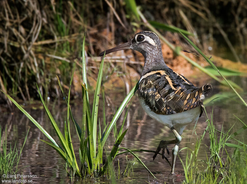 Greater Painted-snipe