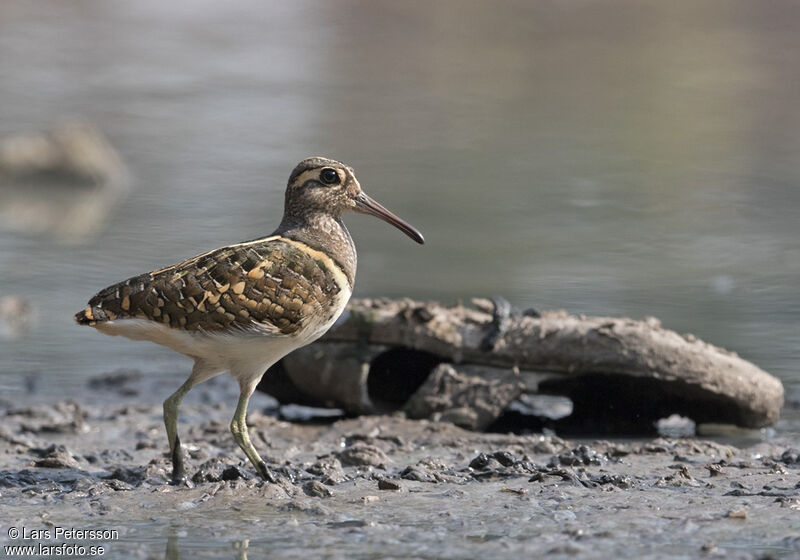 Greater Painted-snipe