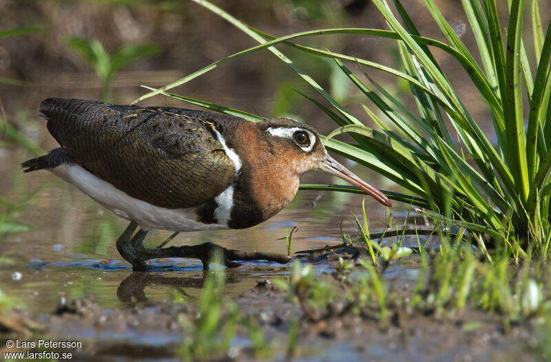 Greater Painted-snipe