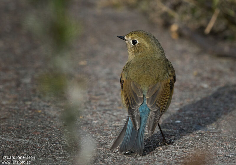 Red-flanked Bluetail