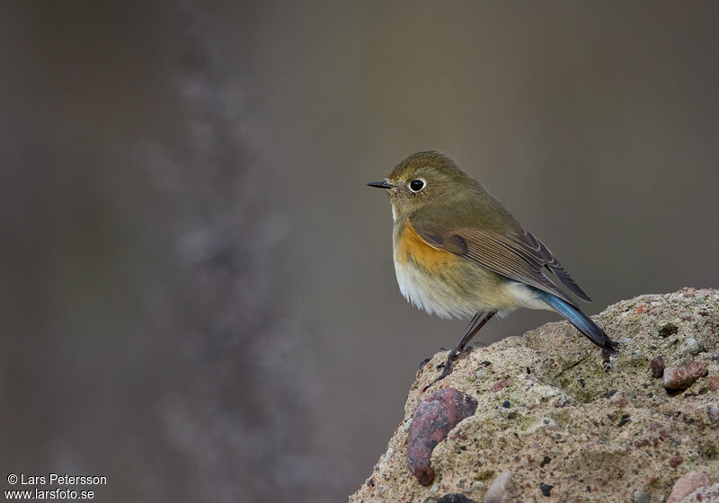 Robin à flancs roux