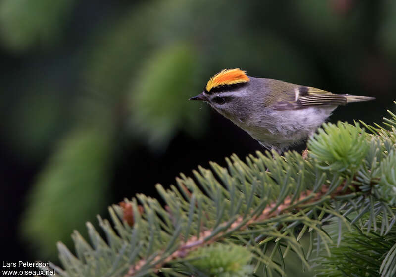 Roitelet à couronne dorée mâle adulte, identification