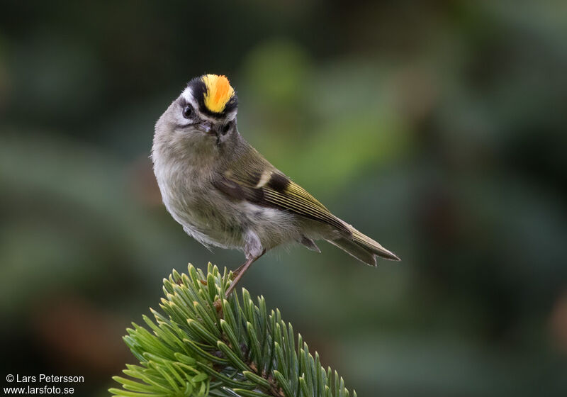 Golden-crowned Kinglet