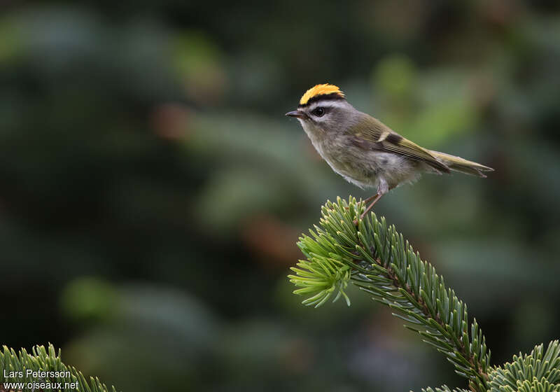 Golden-crowned Kinglet male adult, habitat, pigmentation