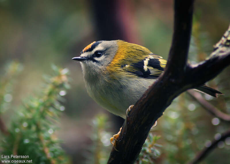 Madeira Firecrest male adult, pigmentation