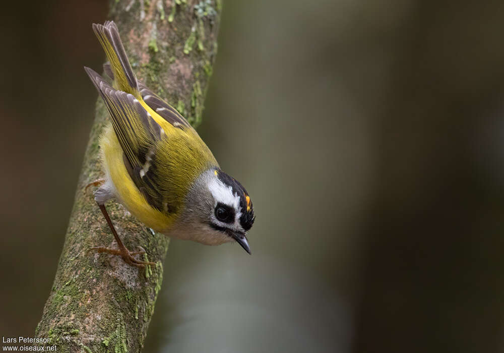 Flamecrest male adult breeding, identification