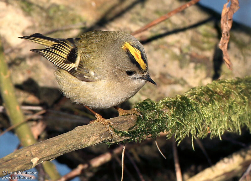 Goldcrest