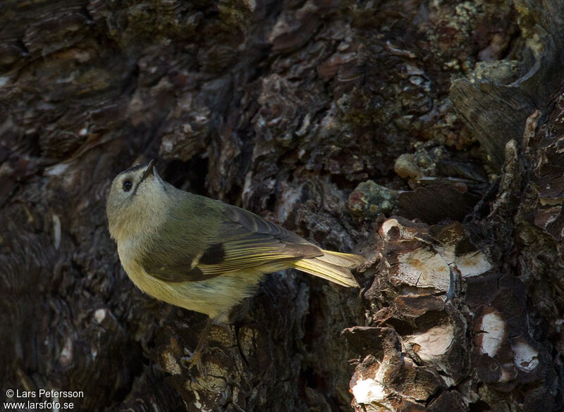 Goldcrest