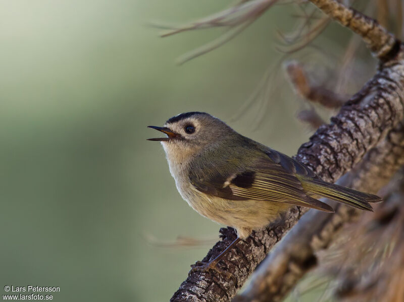 Goldcrest