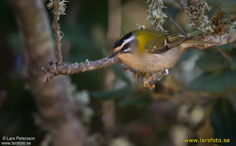 Common Firecrest