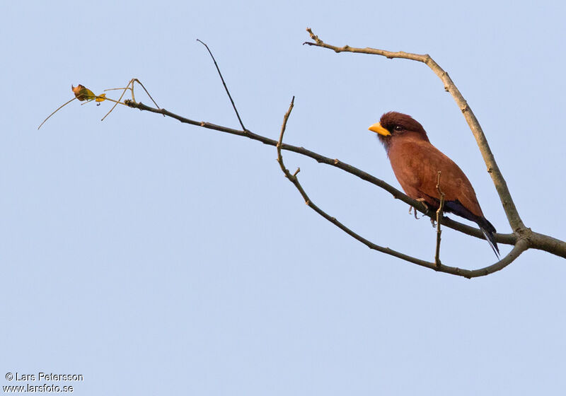 Blue-throated Roller