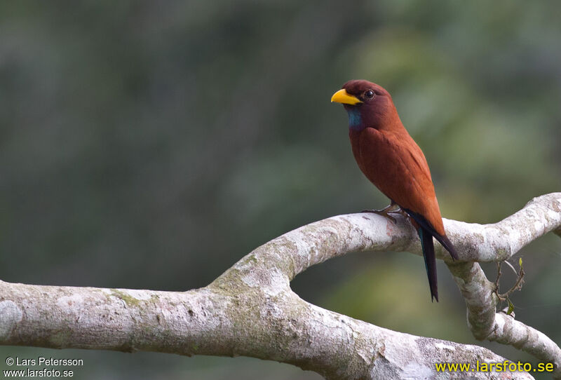 Blue-throated Roller