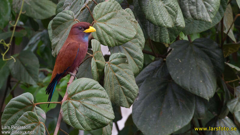 Blue-throated Rolleradult, identification