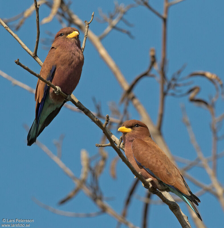 Broad-billed Roller