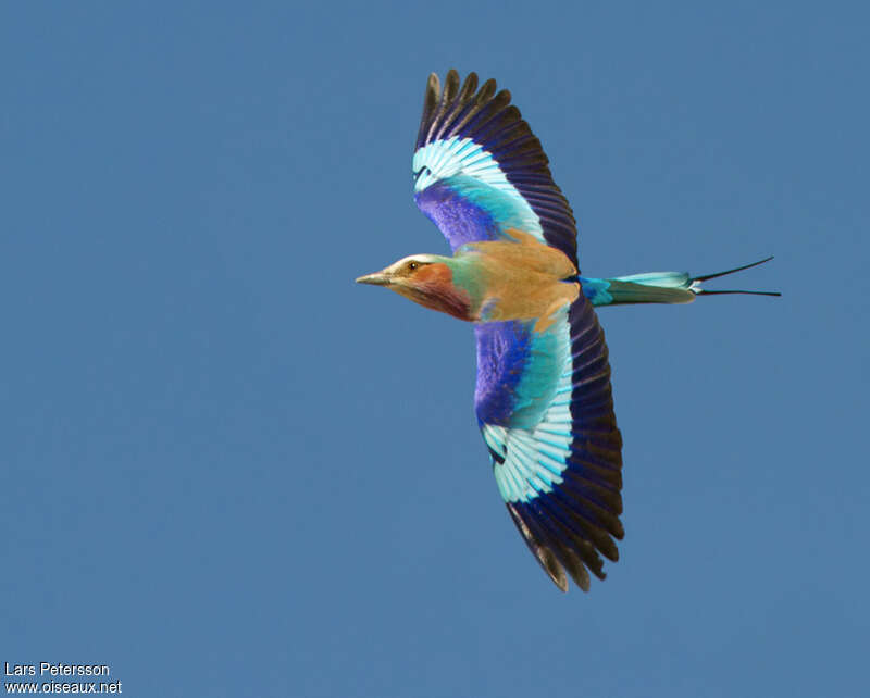 Lilac-breasted Rolleradult, Flight