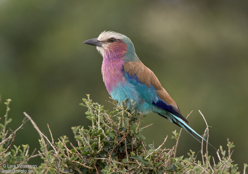 Lilac-breasted Roller