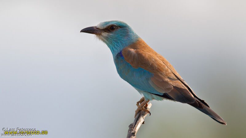 European Roller