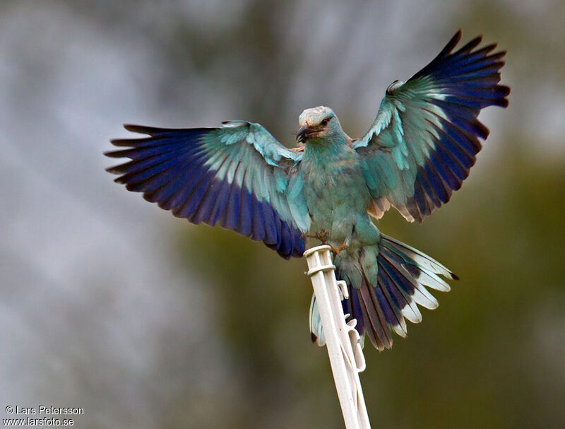 European Roller