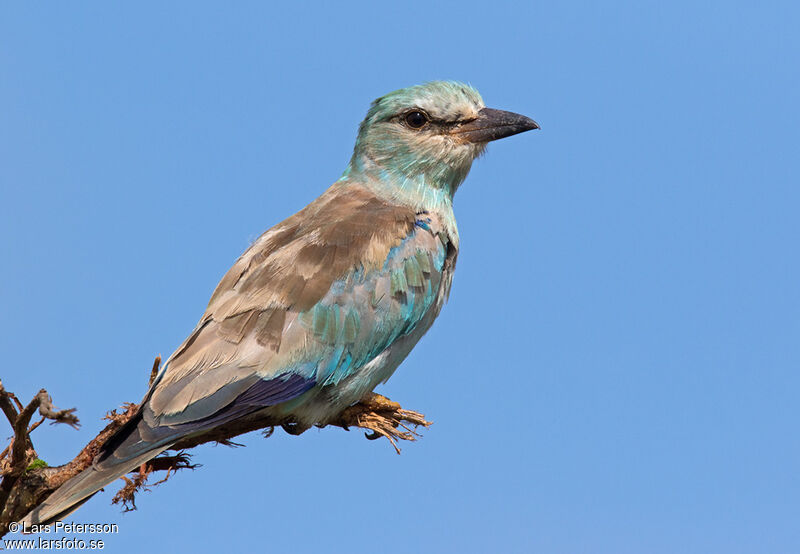 European Roller