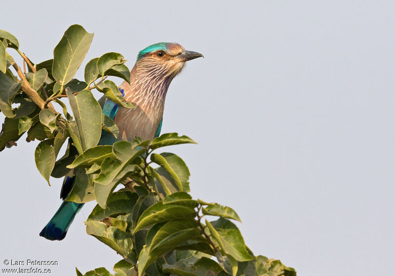 Indian Roller