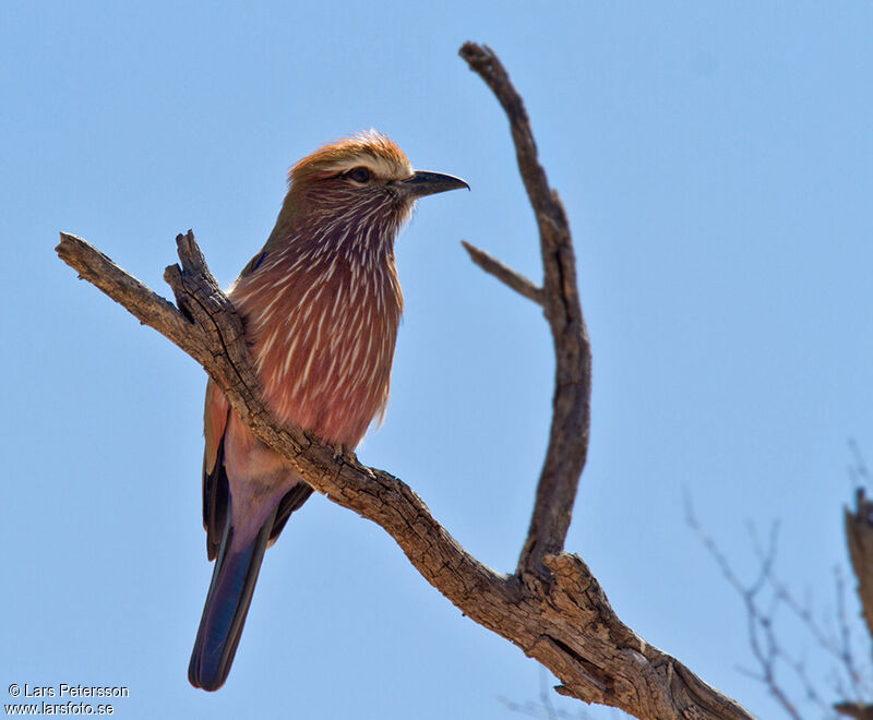 Purple Roller