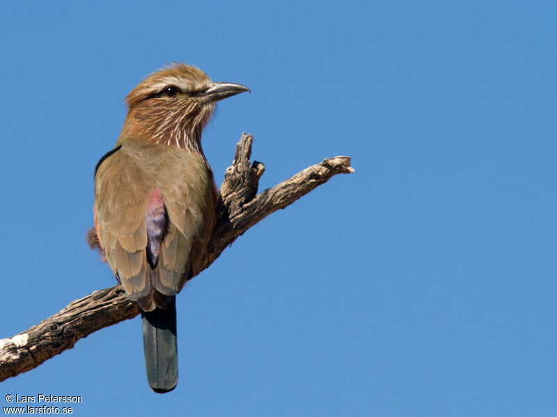 Purple Roller