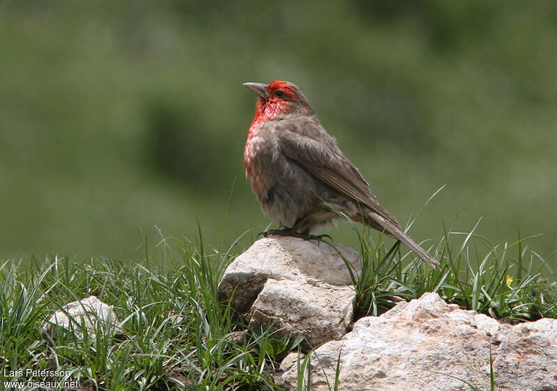 Roselin à gorge rouge mâle adulte, identification