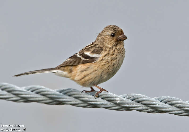 Siberian Long-tailed Rosefinch female adult, identification