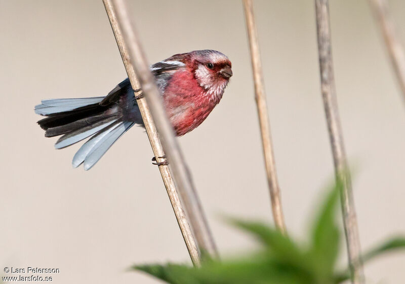 Siberian Long-tailed Rosefinch