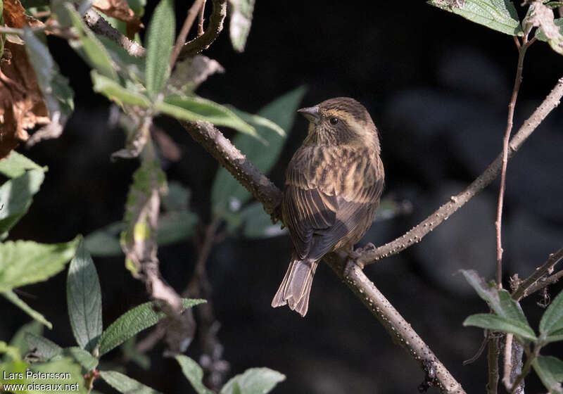 Pink-browed Rosefinch