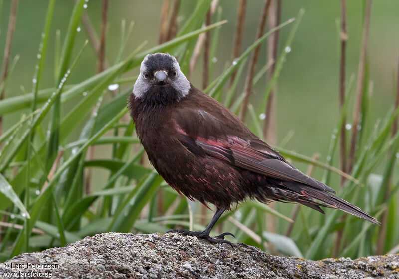 Grey-crowned Rosy Finch